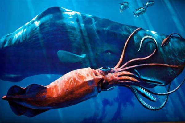 Https kraken at